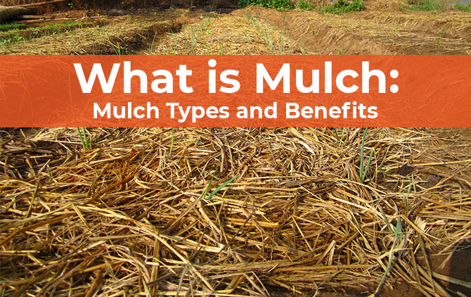What is Mulch: Mulch Types and Benefits